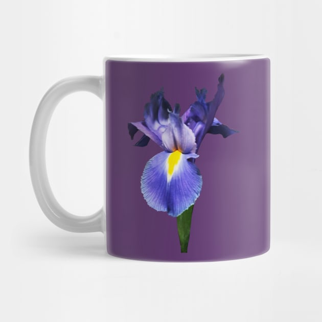 Irises - Delicate Purple Iris by SusanSavad